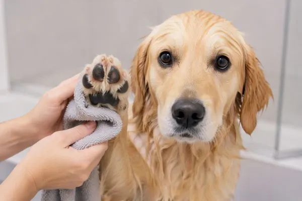 Kẽ hay bàn chân dễ bị Sen bỏ sót khi tắm cho chó