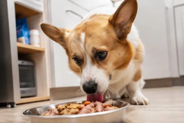 Điều gì quyết định khẩu vị của chó?