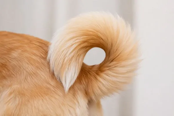Lớp lông dày che khuất vùng đuôi