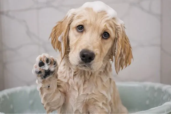 Những vị trí khó làm sạch khi tắm cho chó