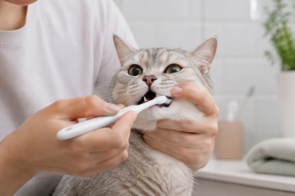 Chải răng định kỳ giúp mèo duy trì hơi thở dễ chịu và răng miệng sạch hơn