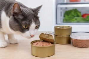 Pate cho mèo để được bao lâu? Thời gian bảo quản pate cho mèo sau khi mở nắp