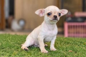 Chihuahua nhỏ gọn phù hợp không gian sống hạn chế