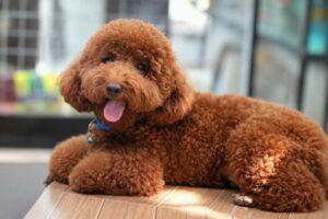 Poodle nhỏ gọn phù hợp nuôi trong căn hộ