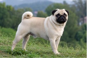 Pug cần không gian thông thoáng và hạn chế vận động khi trời nóng